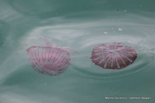 Jellyfish, South Africa